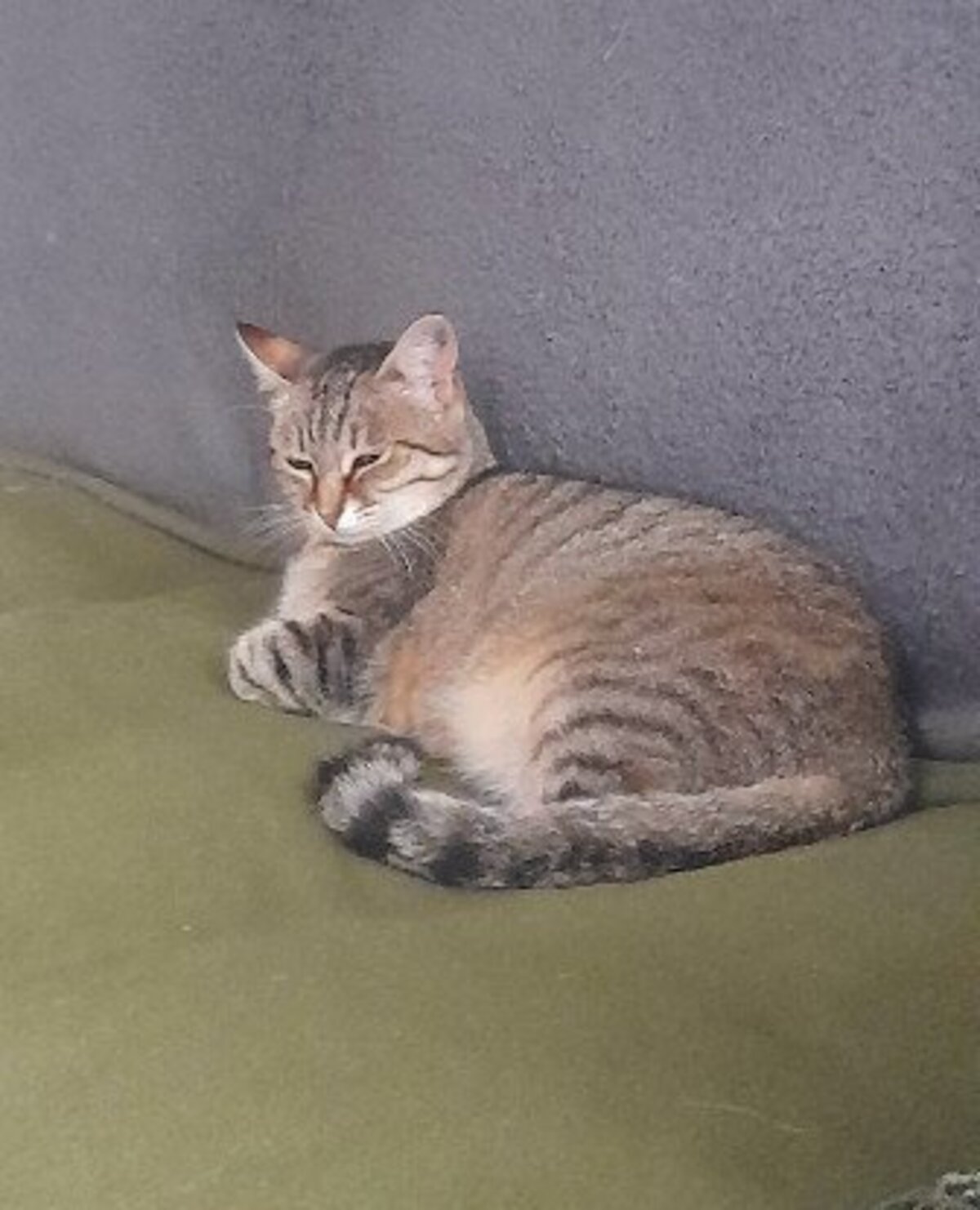 Adoption Rolly