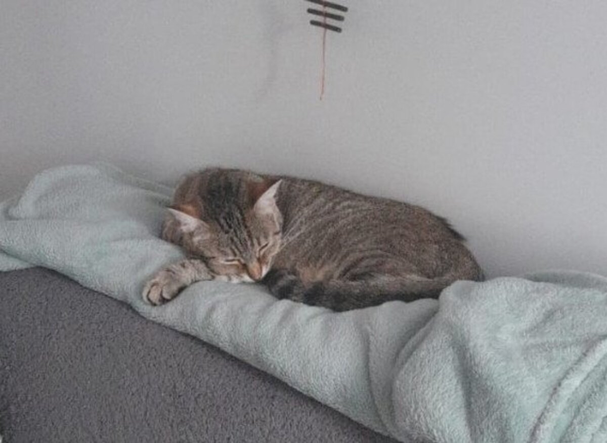 Adoption Rolly