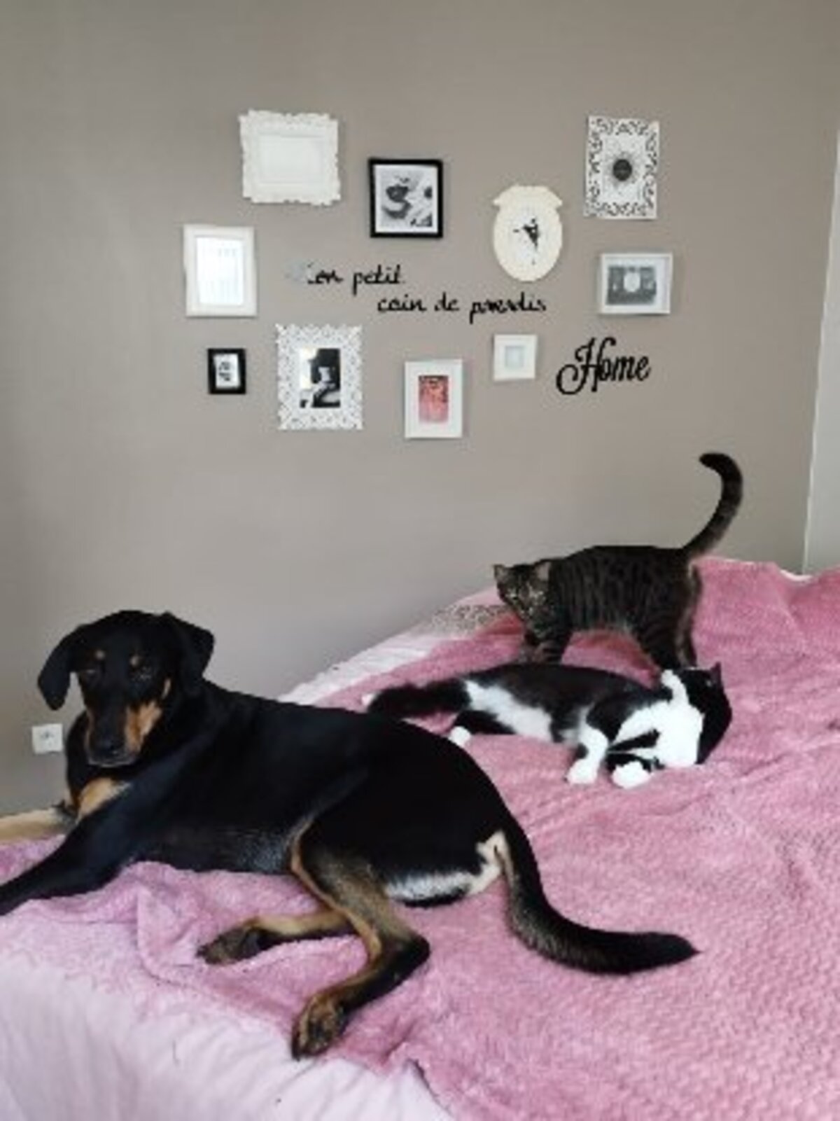 Adoption Roméo