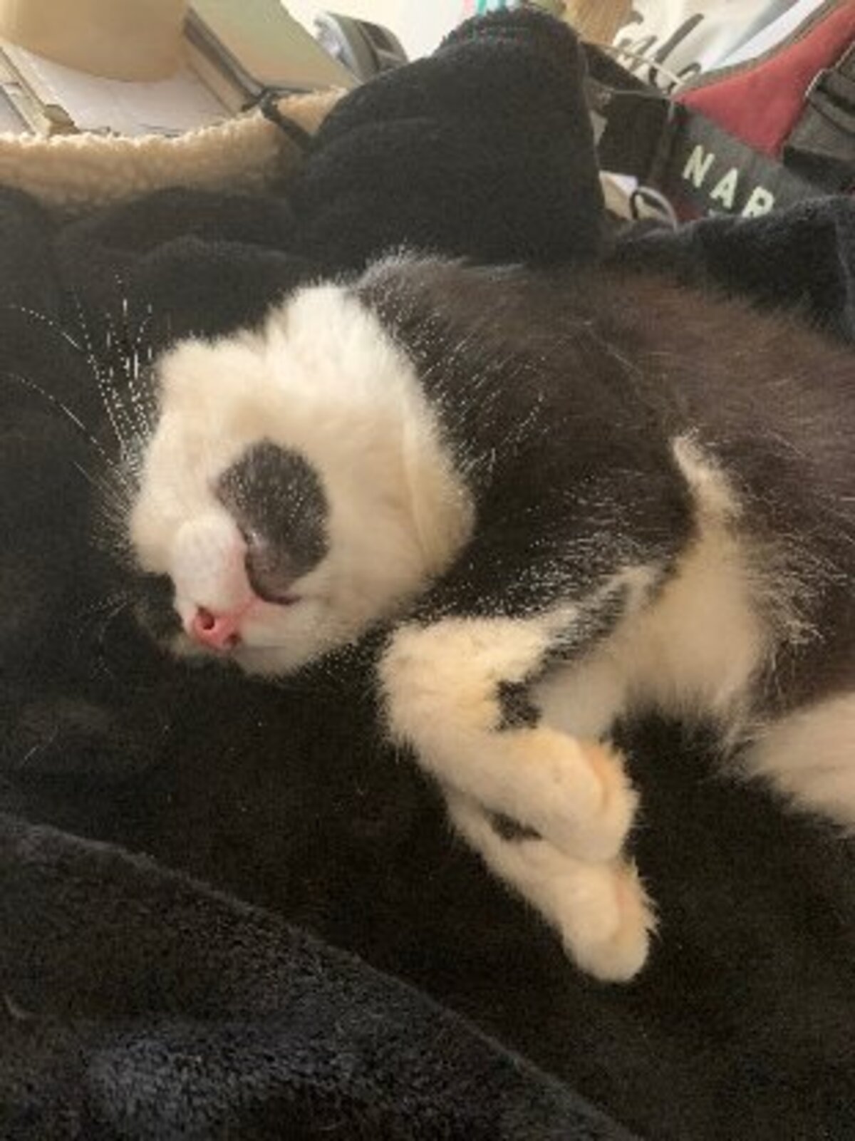 Adoption Roméo