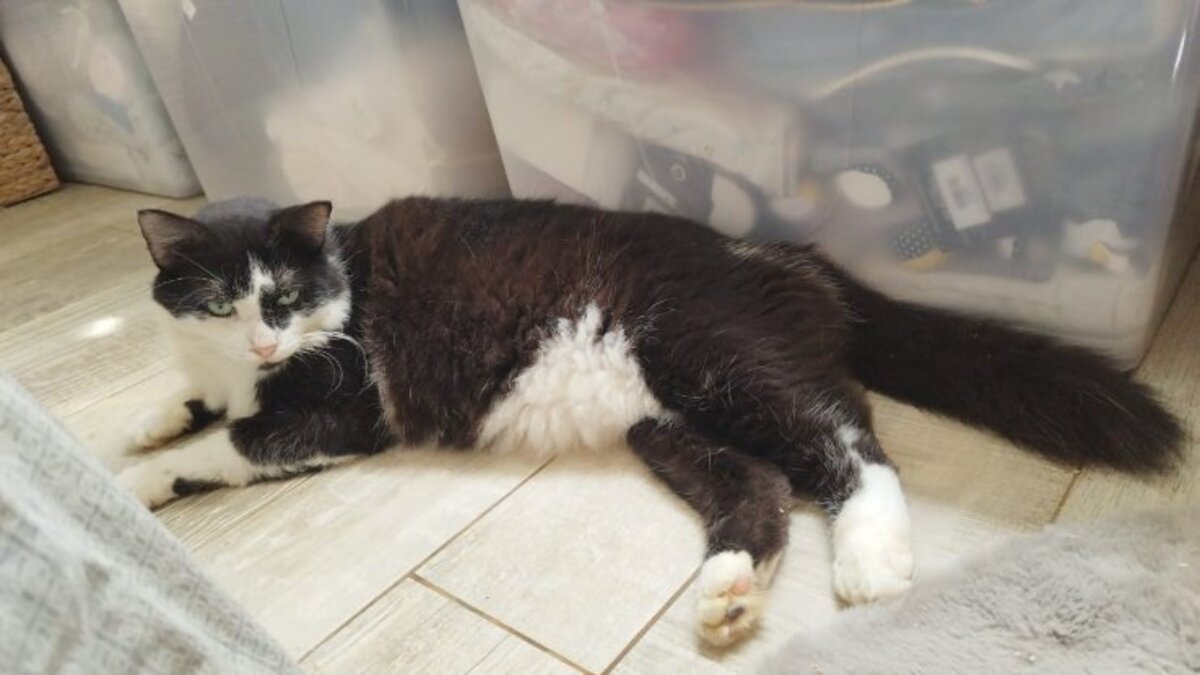 Adoption Roméo