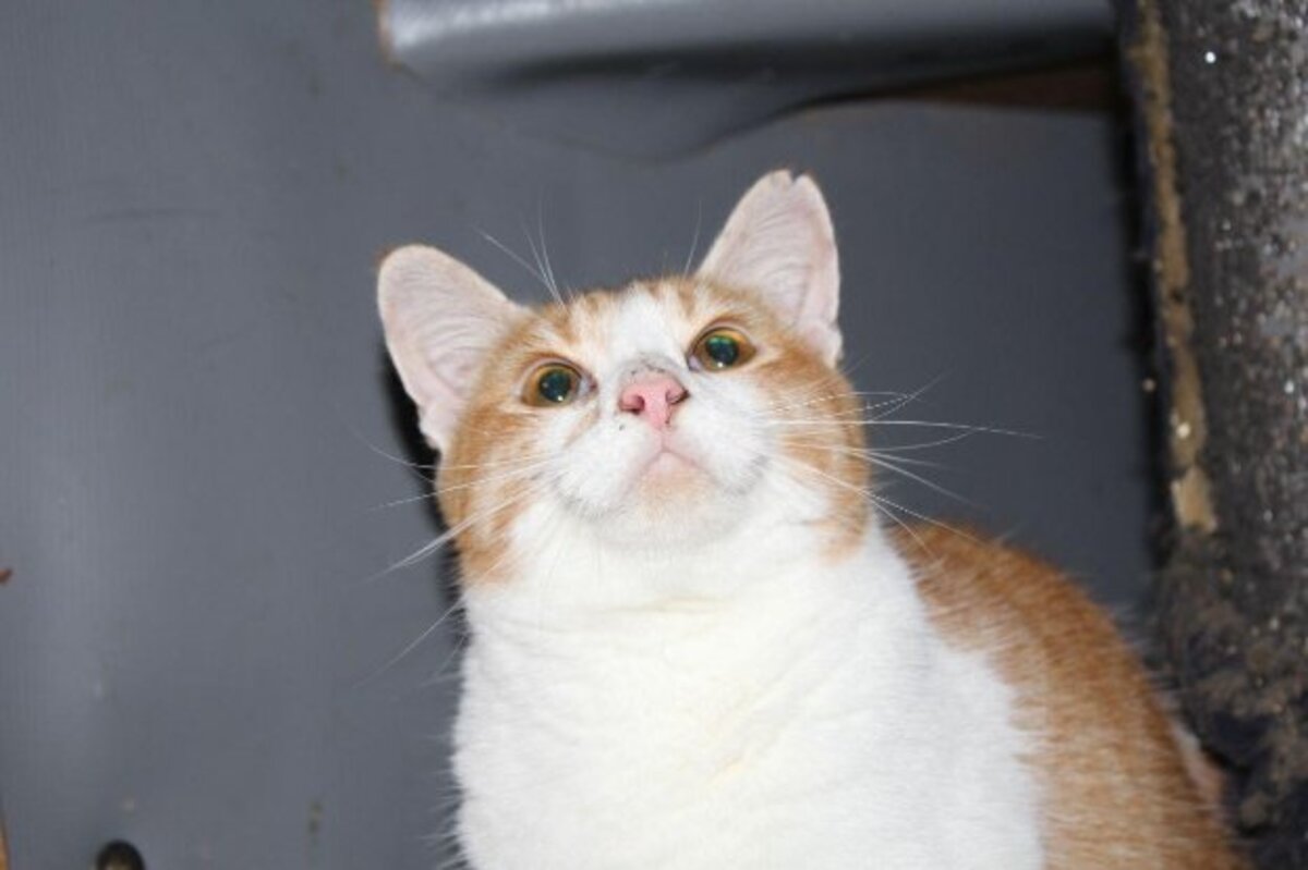 Adoption Ron