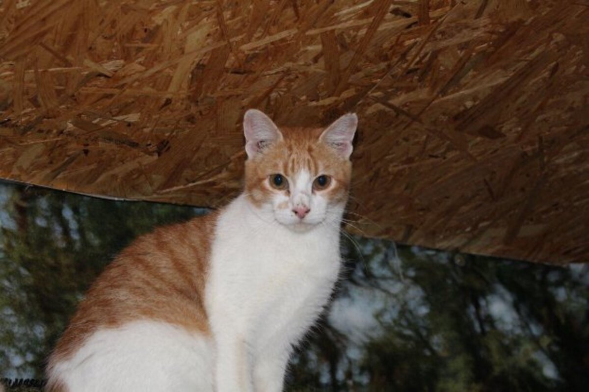 Adoption Ron