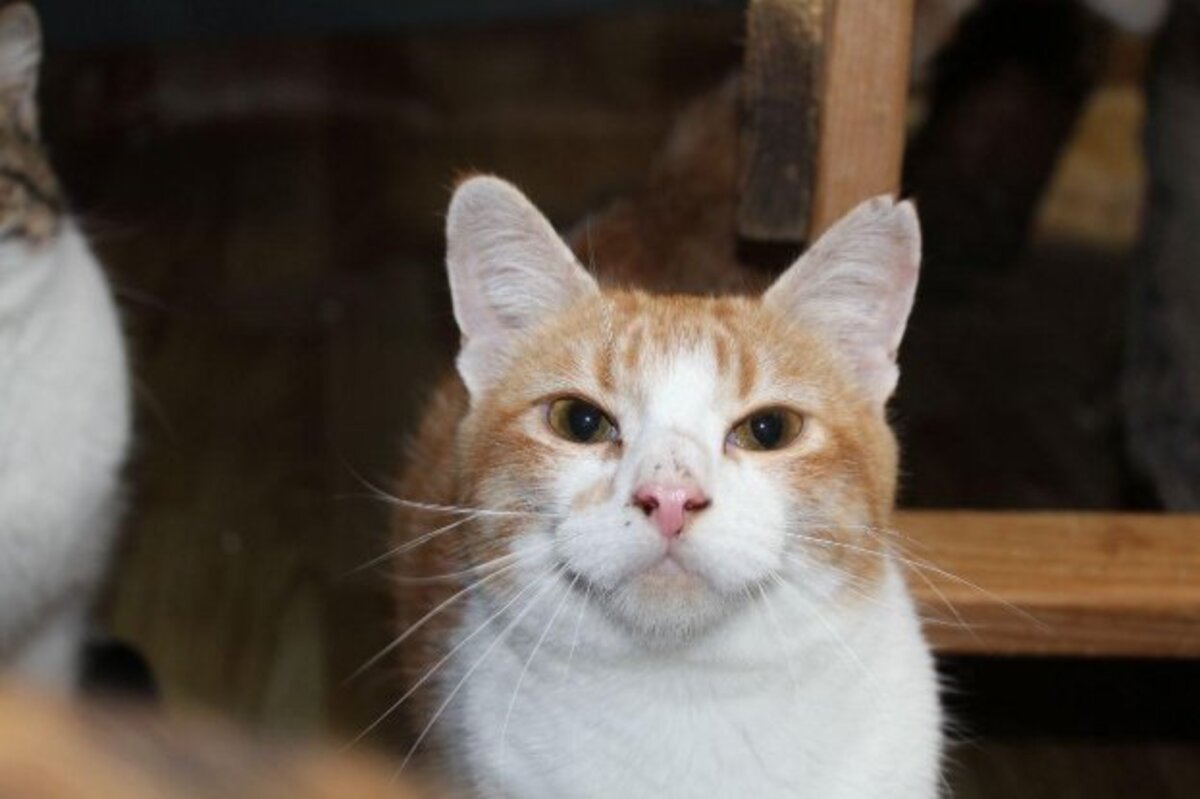 Adoption Ron