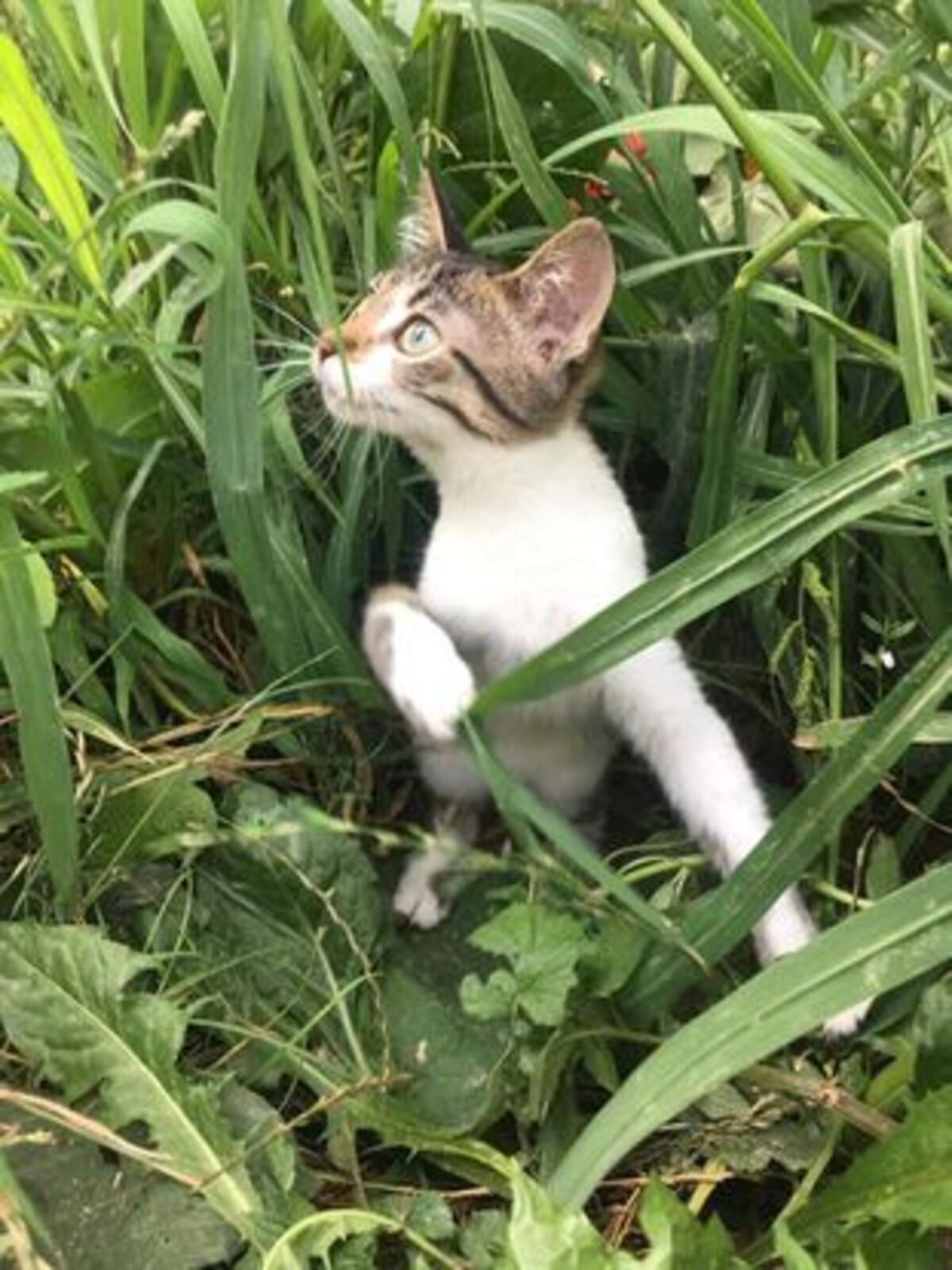 Adoption Rosalia