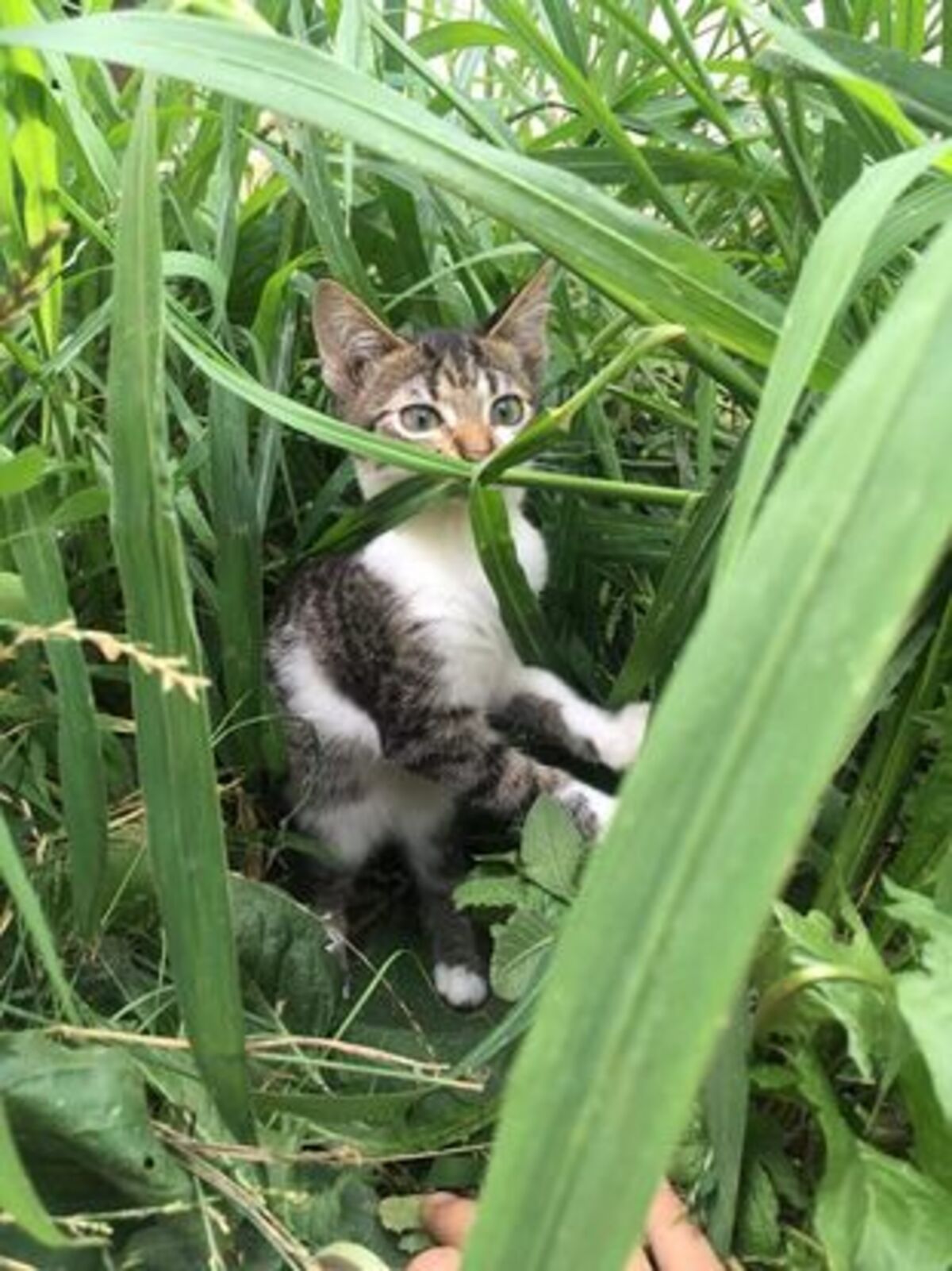 Adoption Rosalia
