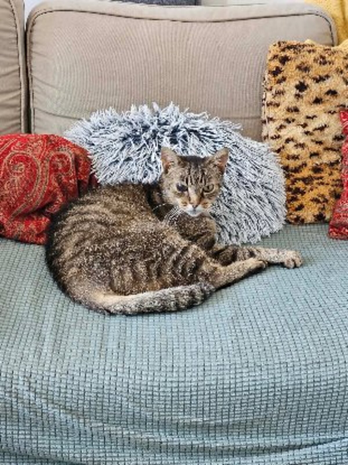 Adoption Rossie