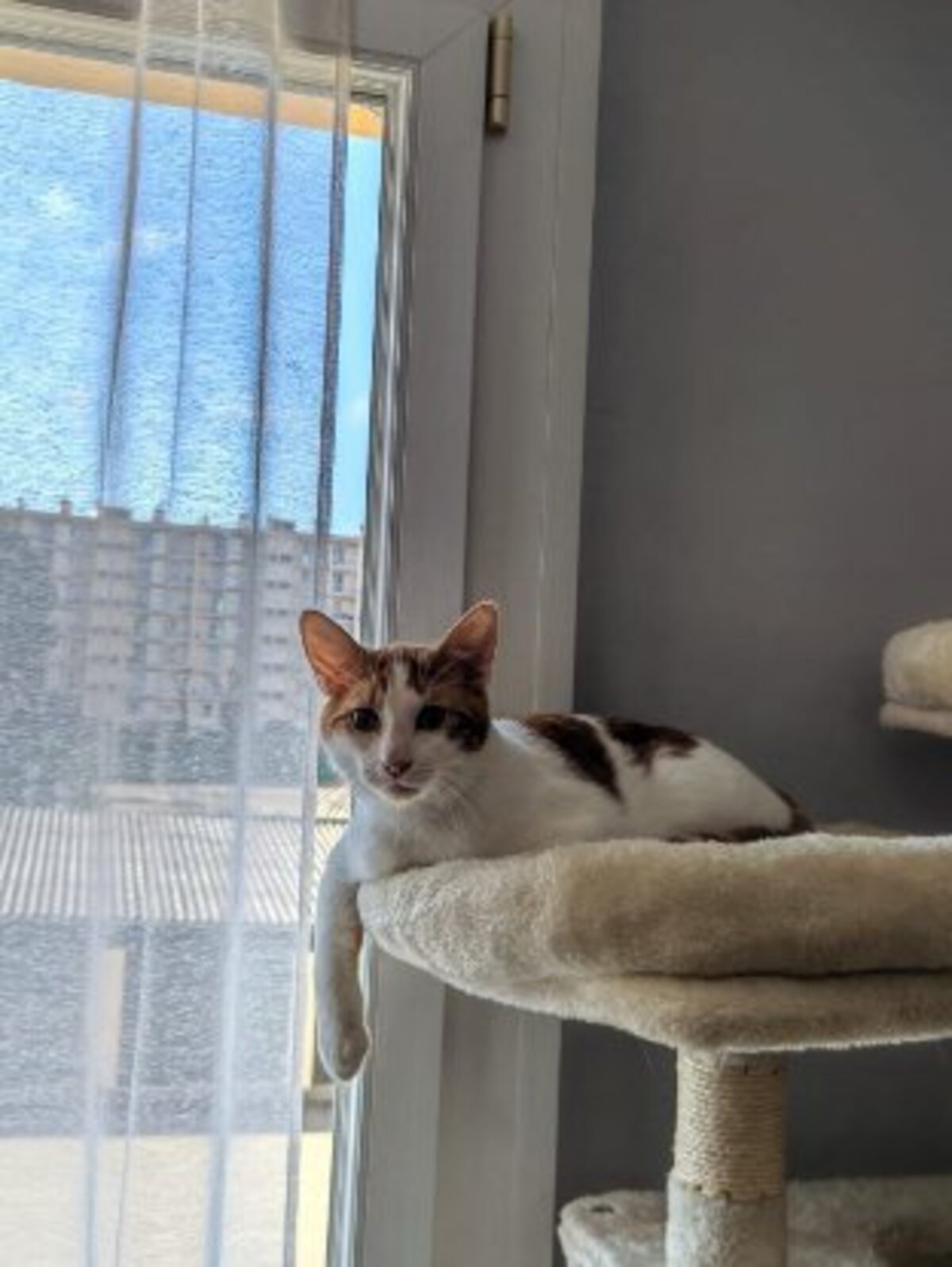 Adoption Rosso
