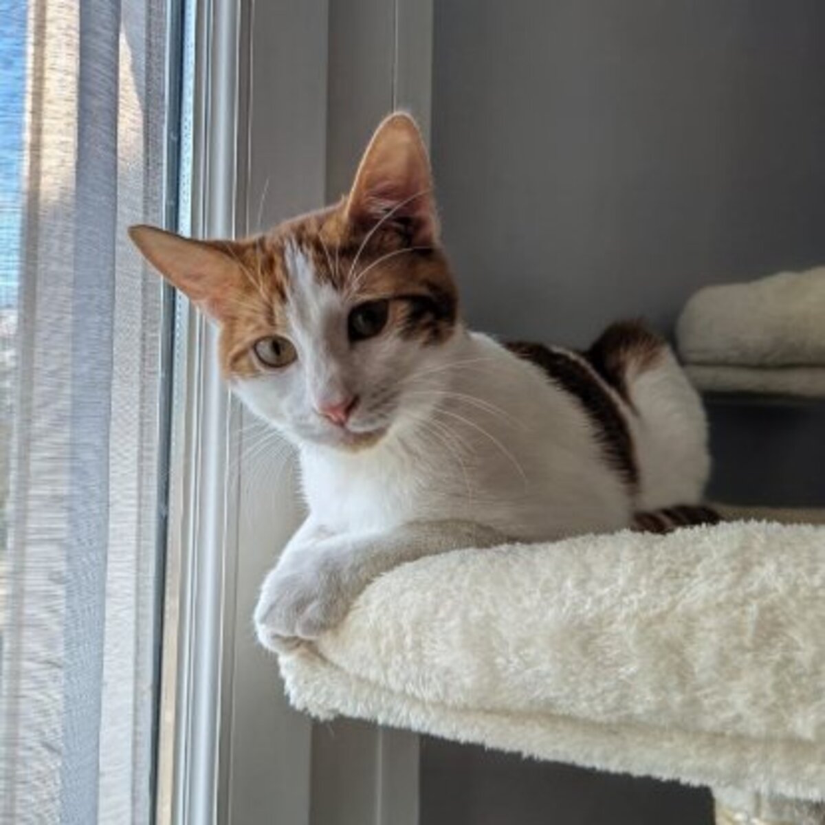 Adoption Rosso