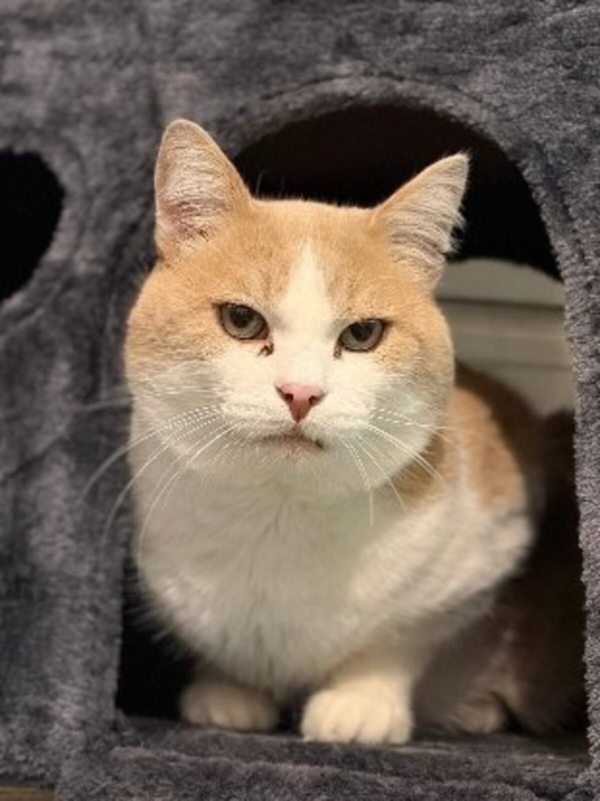 Adoption Rouky