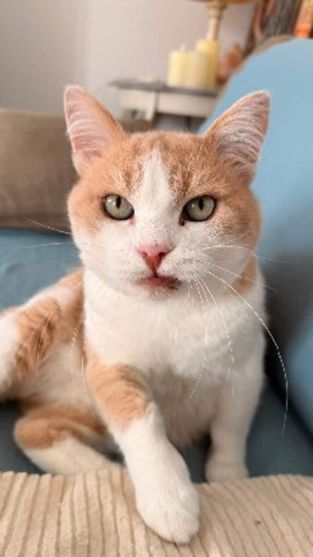 Adoption Rouky