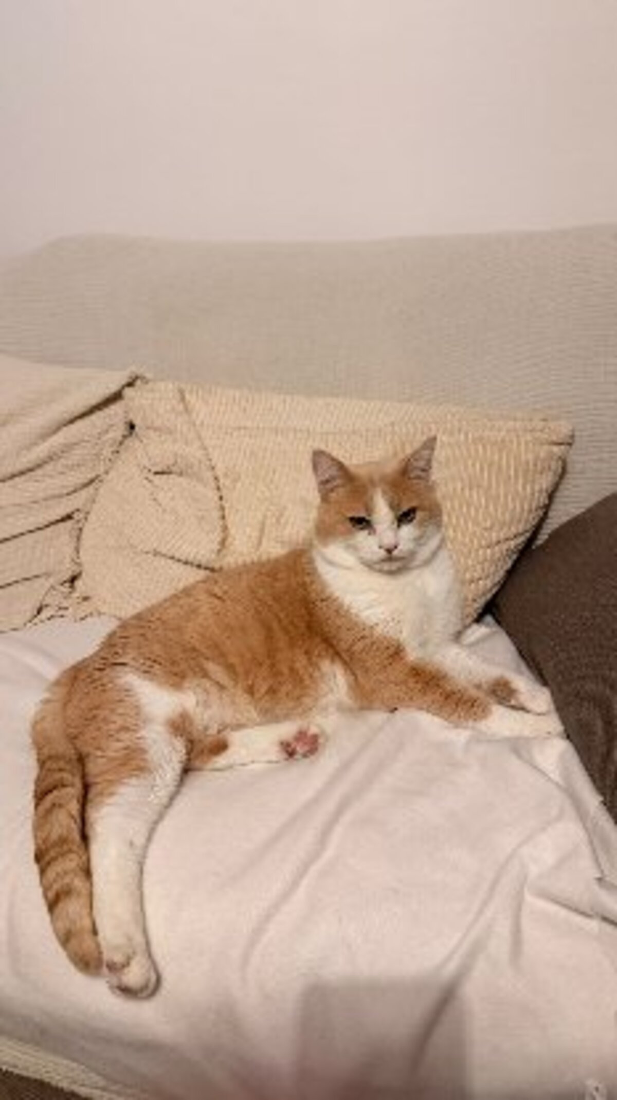 Adoption Rouky
