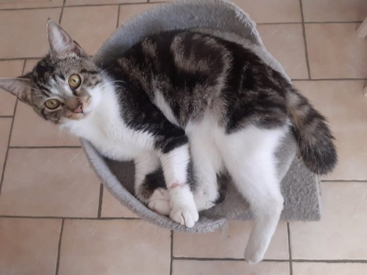 Adoption Roumi
