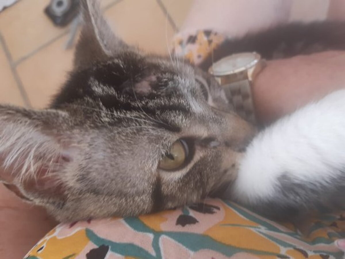 Adoption Roumi