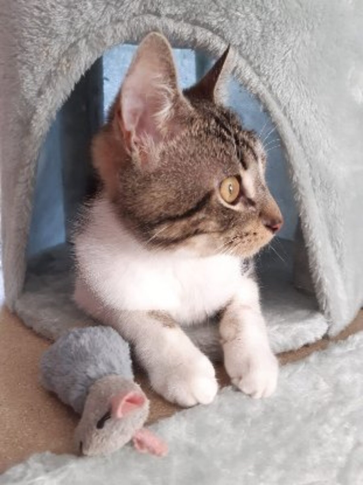 Adoption Roumi