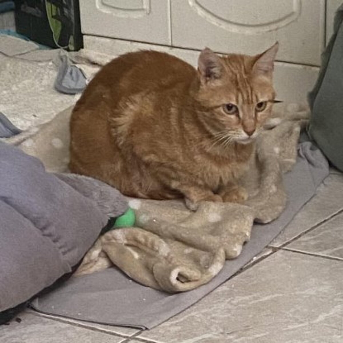 Adoption Rubi