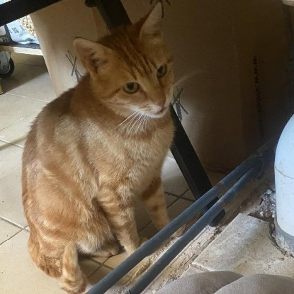 Adoption Rubi