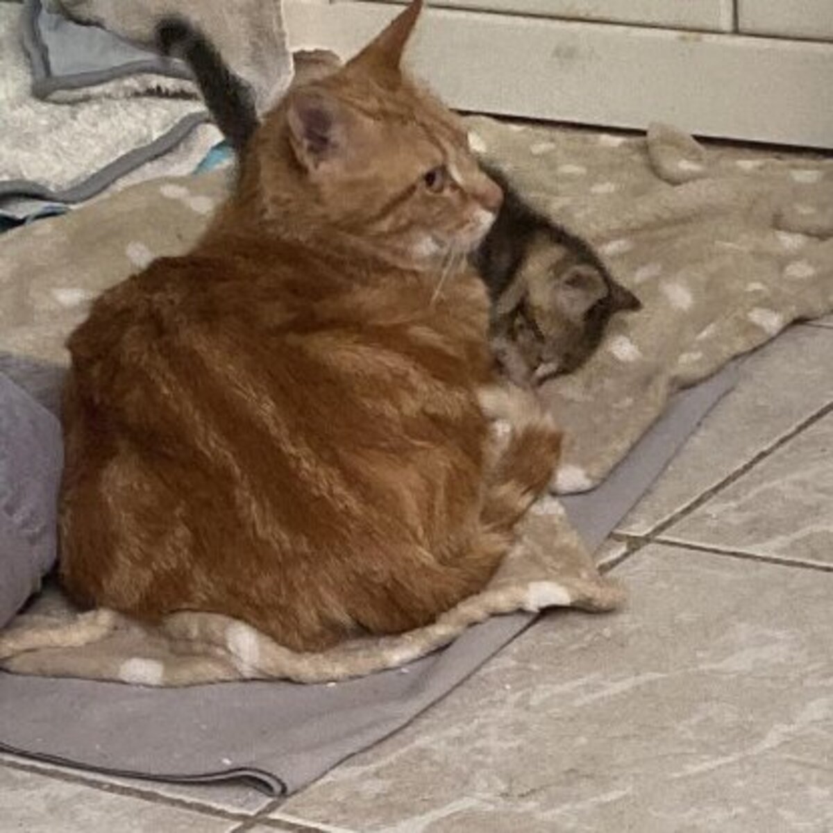 Adoption Rubi