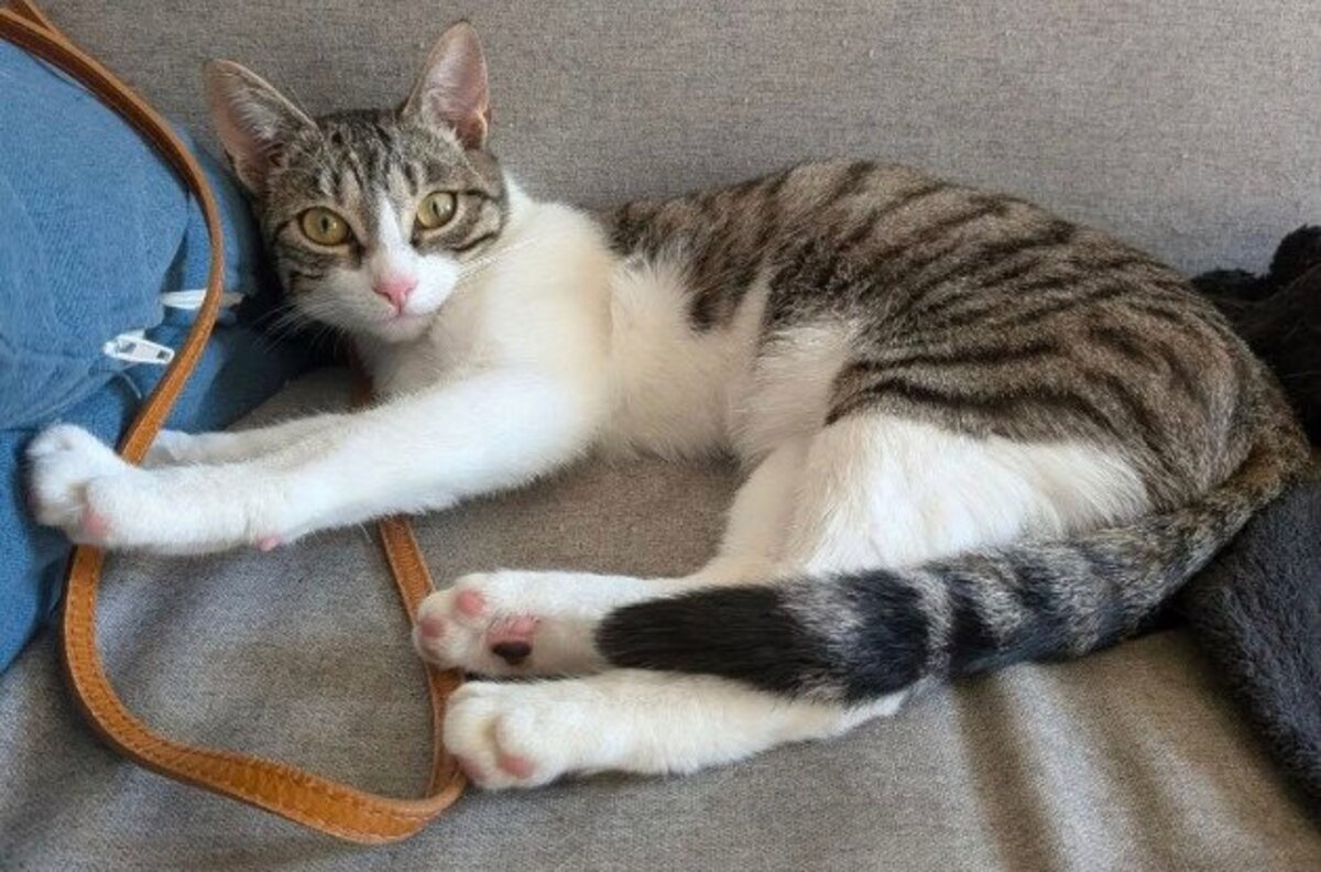 Adoption Sabra