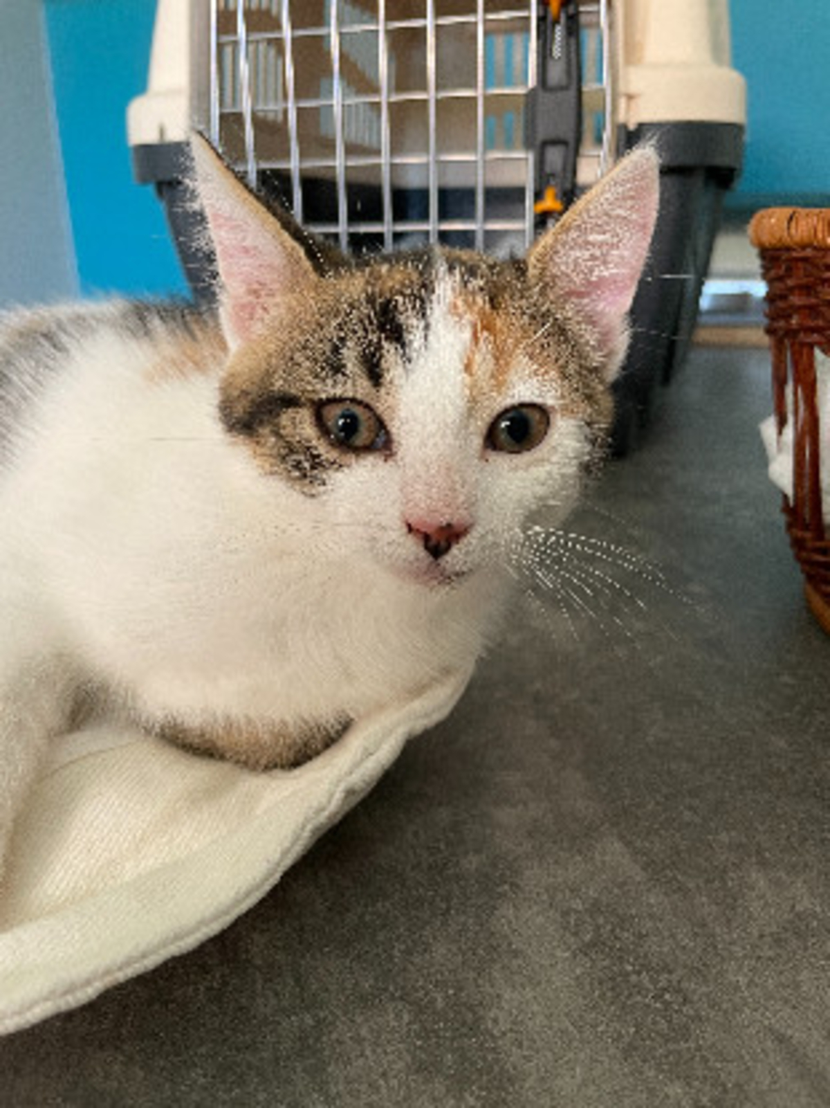 Adoption Sabrina