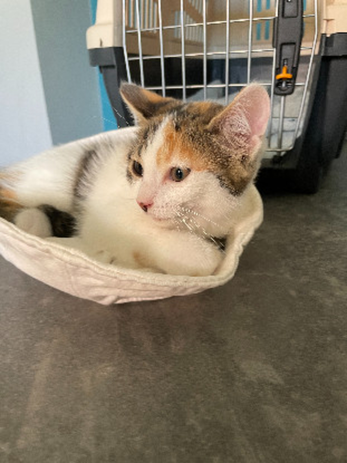 Adoption Sabrina