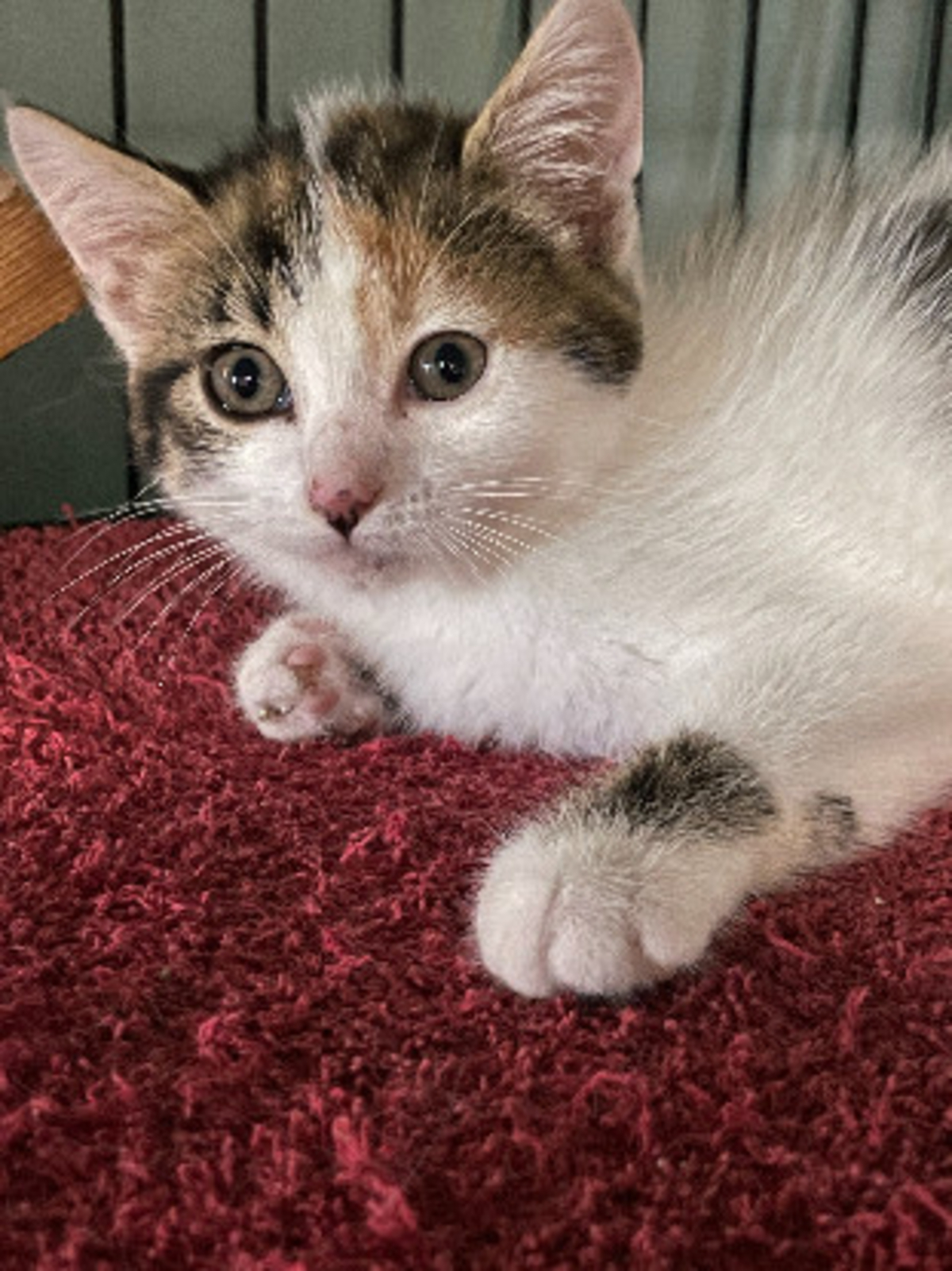 Adoption Sabrina