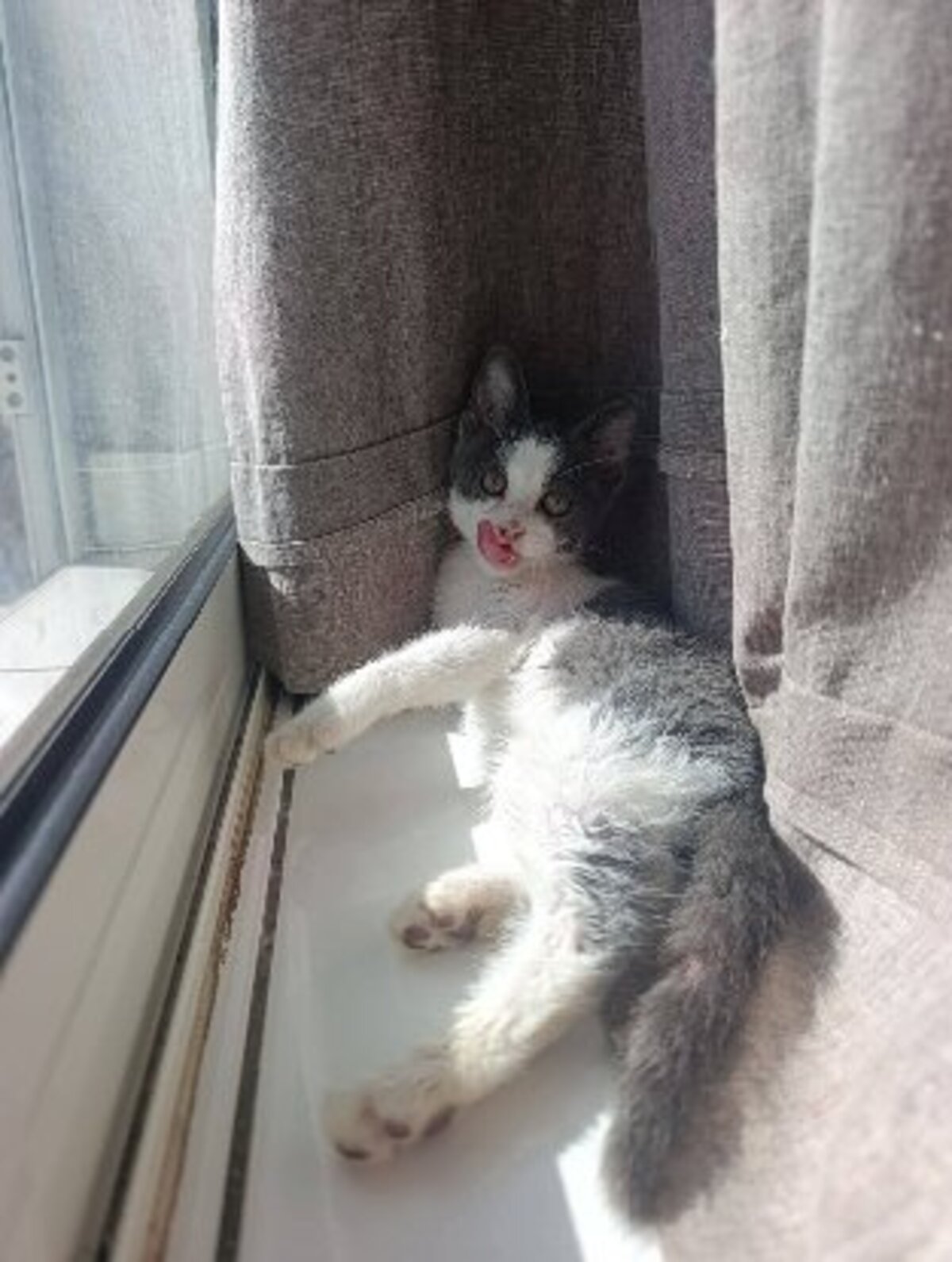 Adoption Sakura