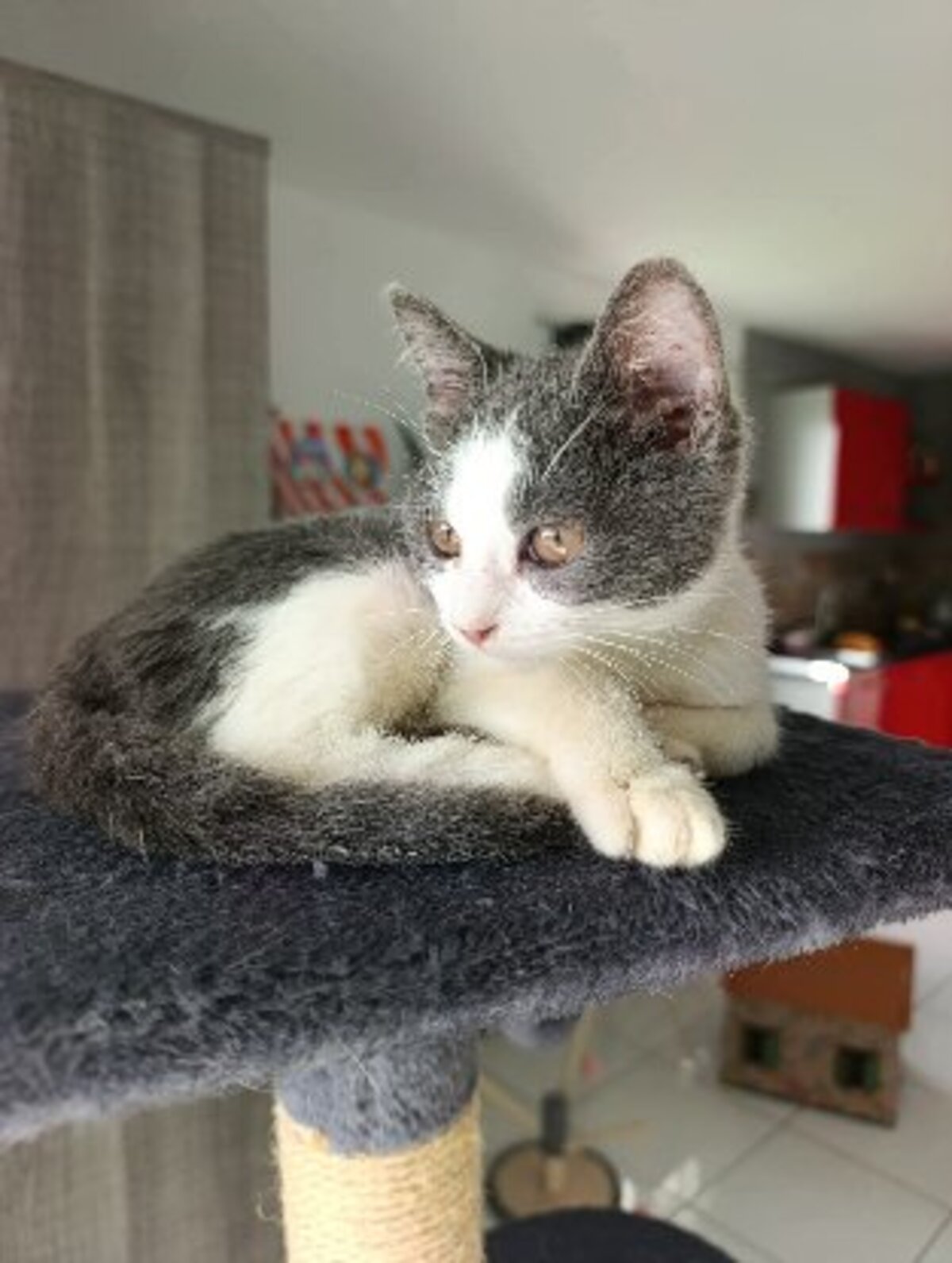Adoption Sakura