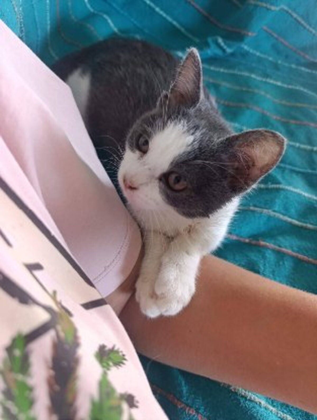 Adoption Sakura