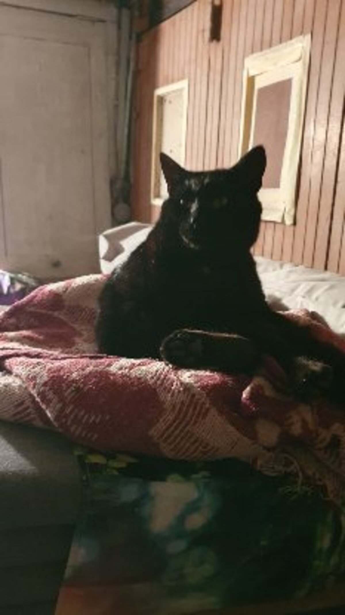 Adoption Sami