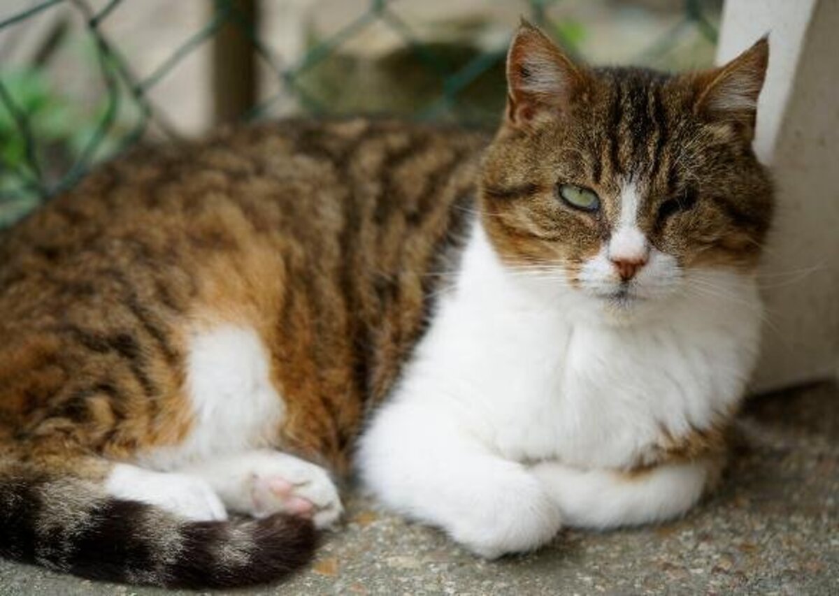 Adoption Samie