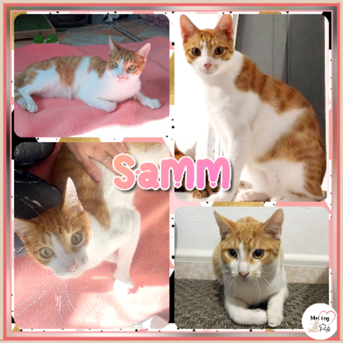 Adoption Sam