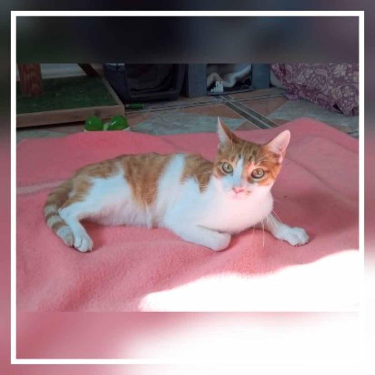 Adoption Sam