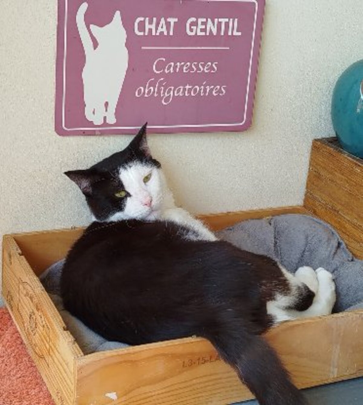 Adoption Sanka