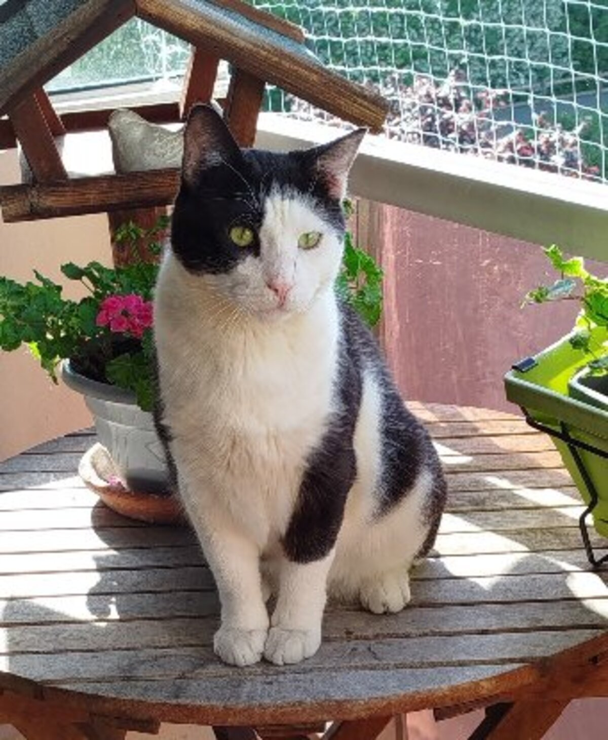 Adoption Sanka