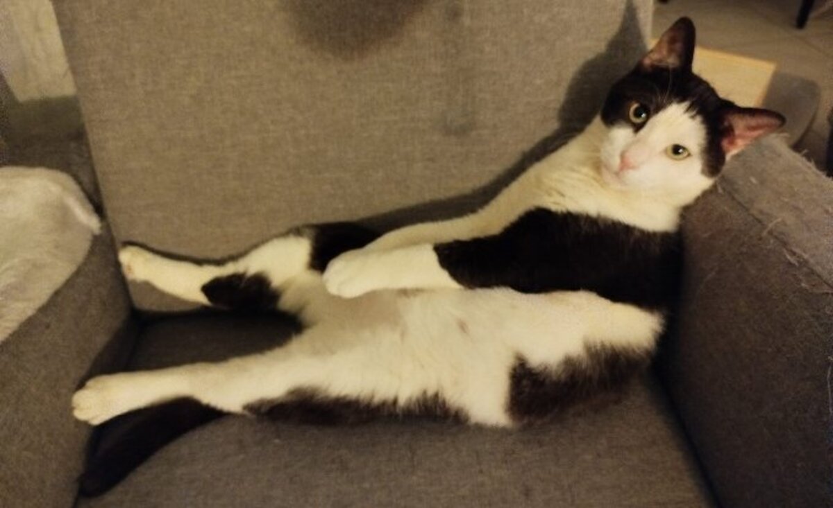 Adoption Sanka