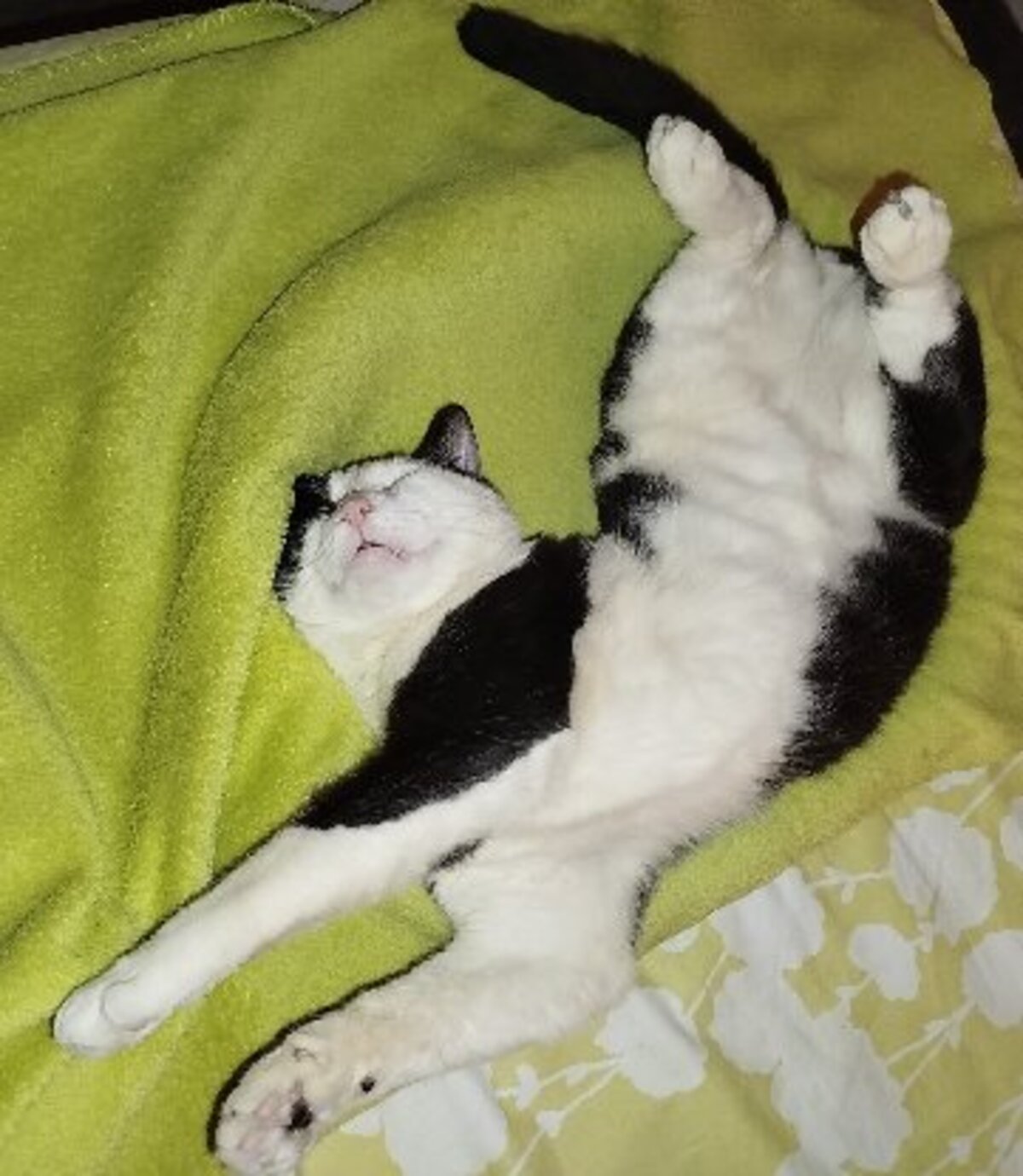Adoption Sanka