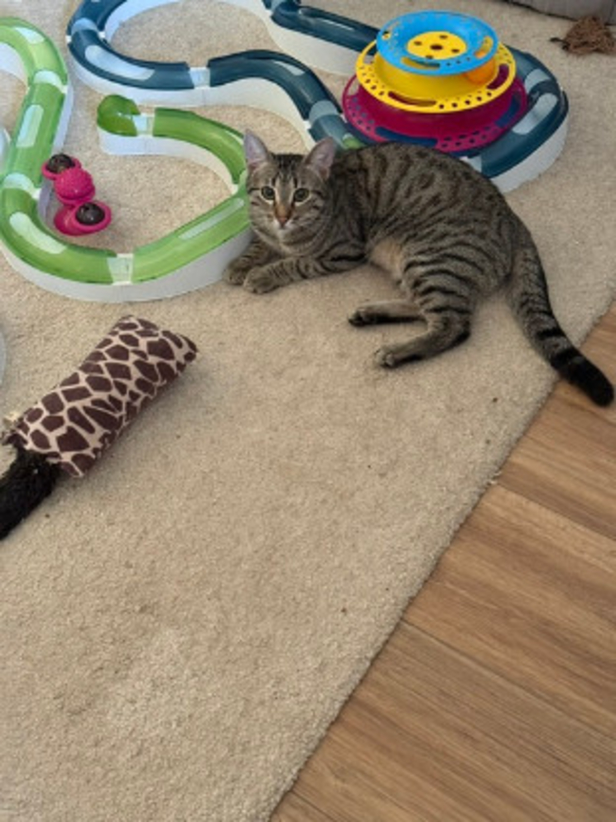 Adoption Santana