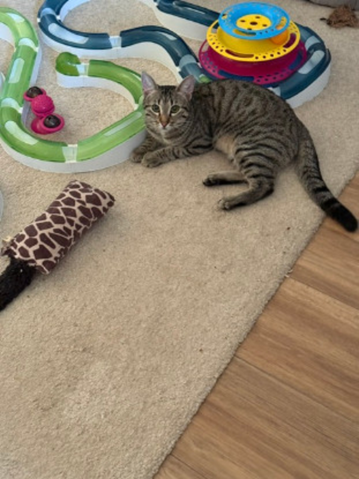 Adoption Santana