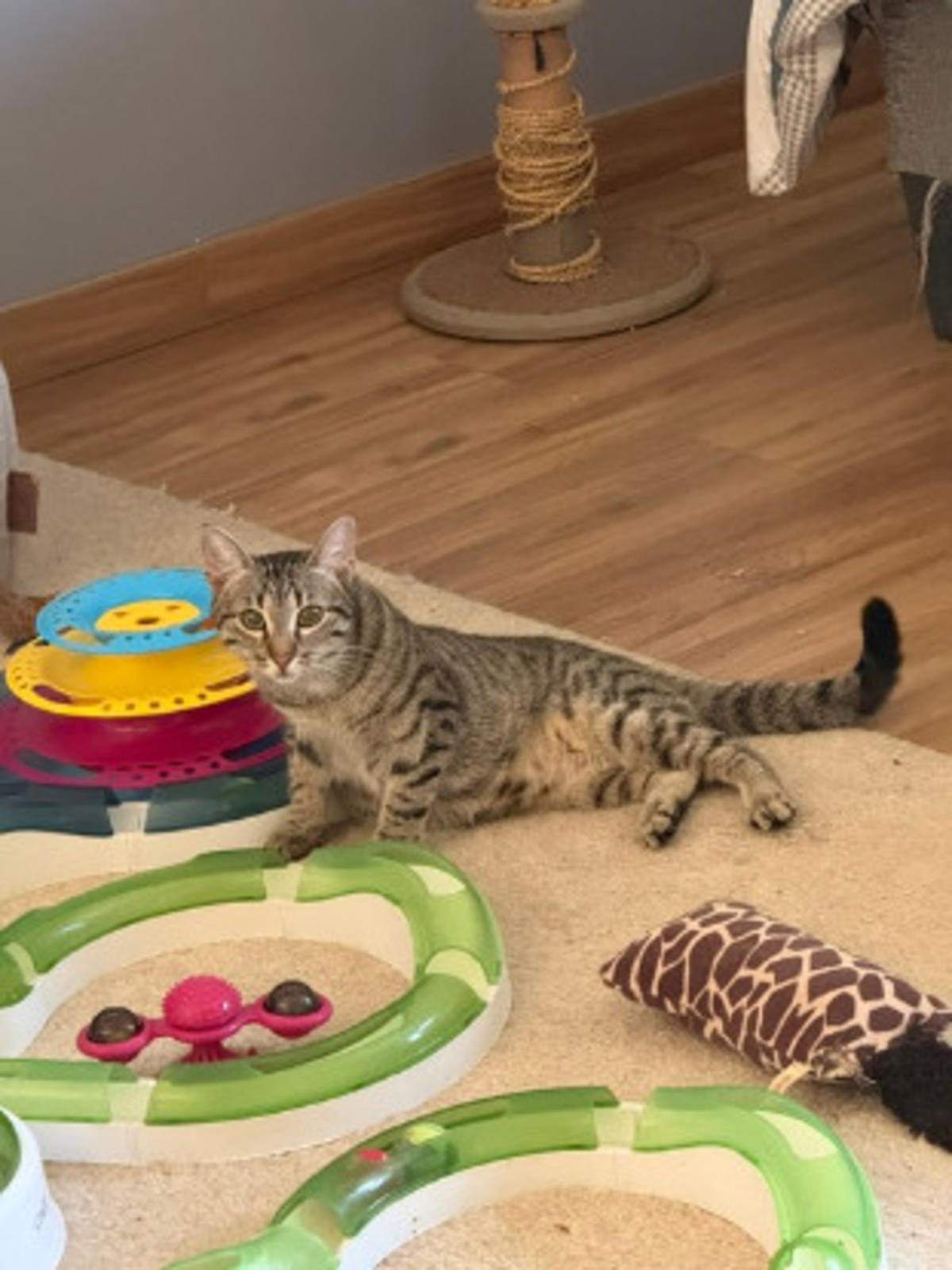 Adoption Santana