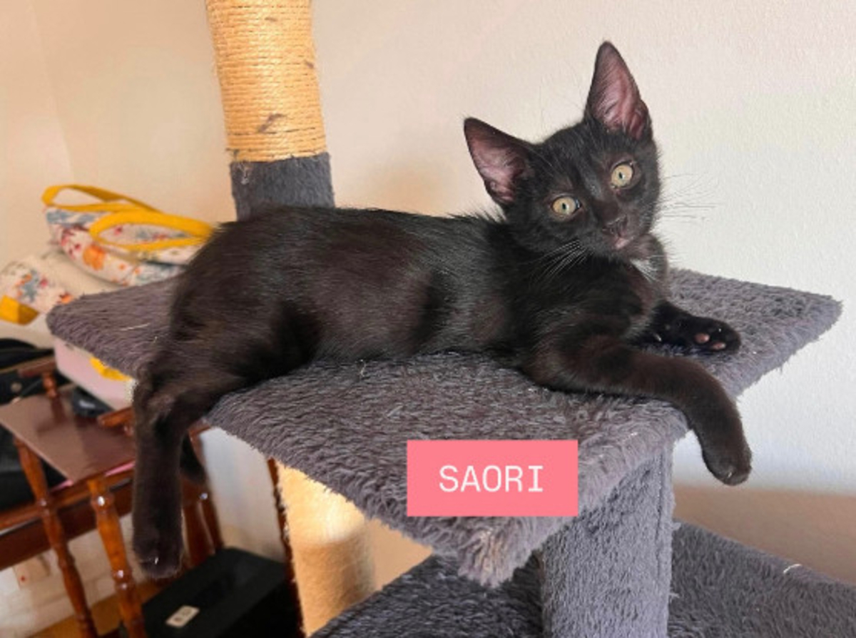 Adoption Saori adoptable avec son frère shiryu ou seule si vous avez déj