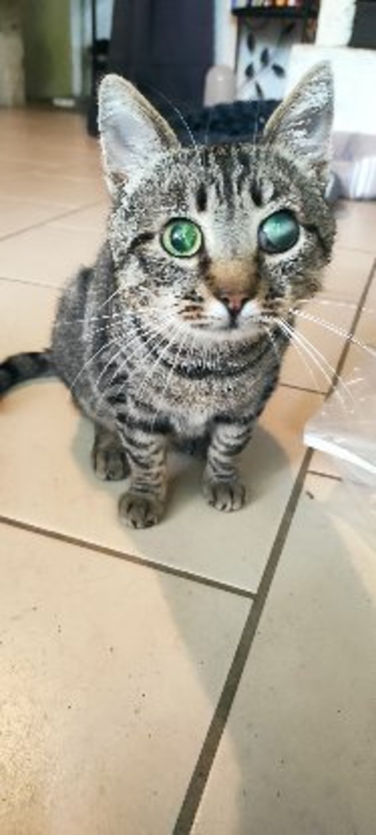 Adoption Sasha