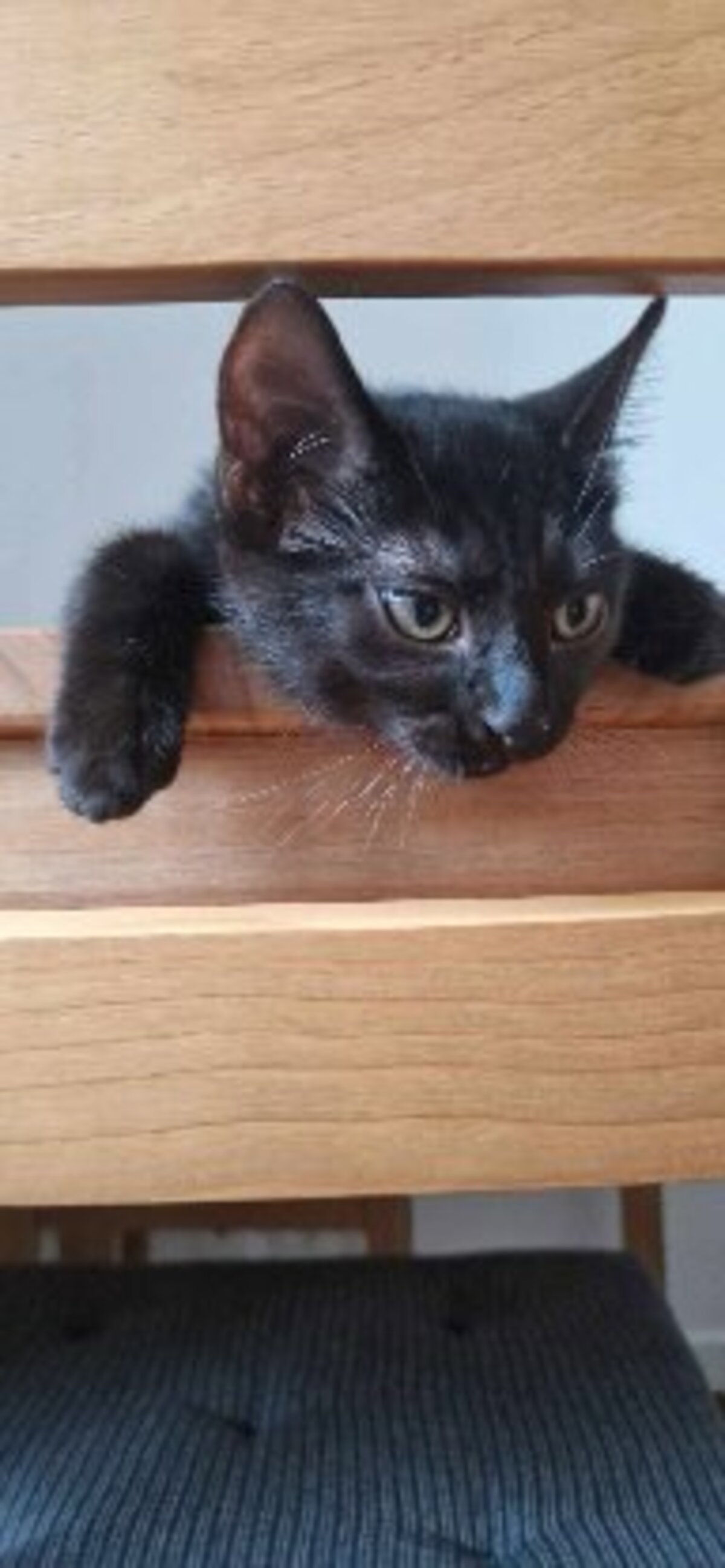 Adoption Satin