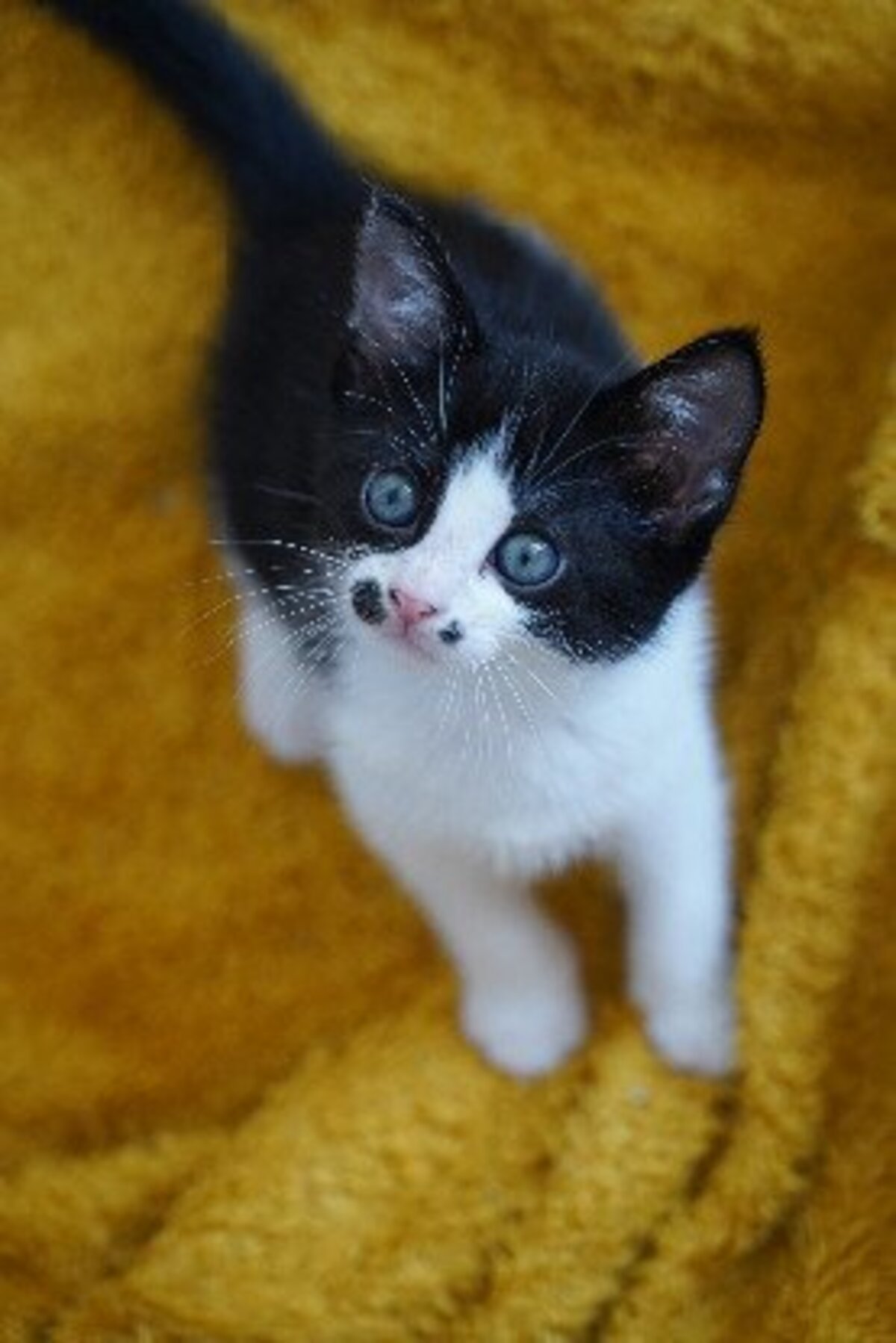 Adoption Saumur