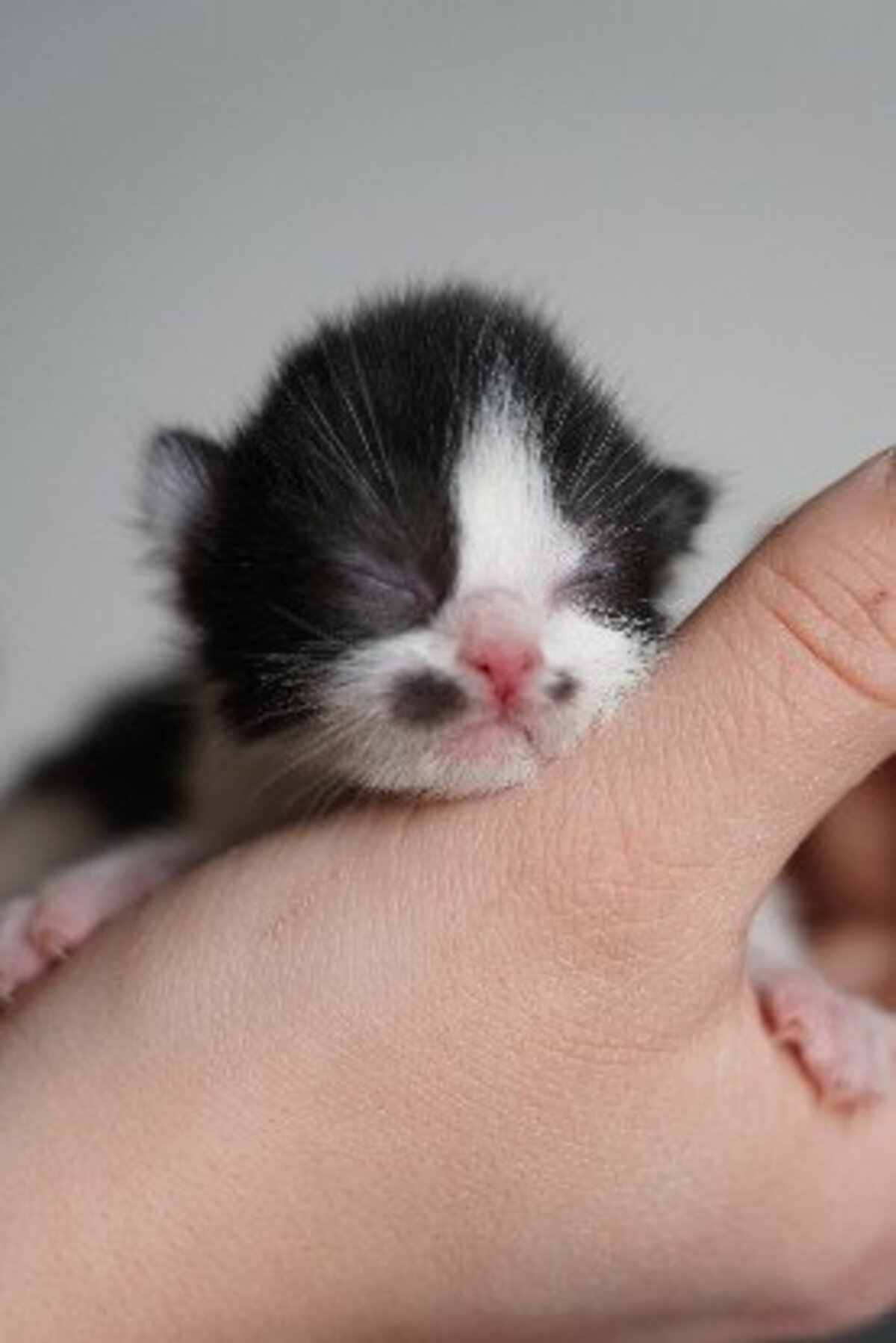 Adoption Saumur