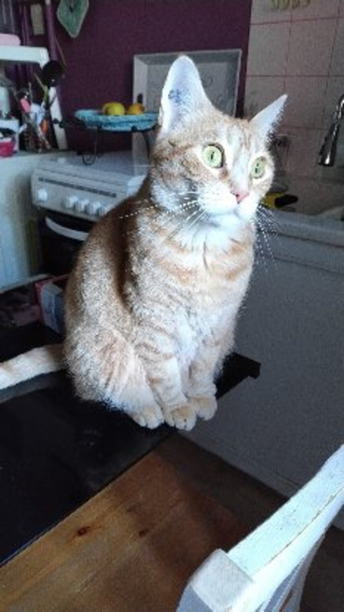Adoption Savannah