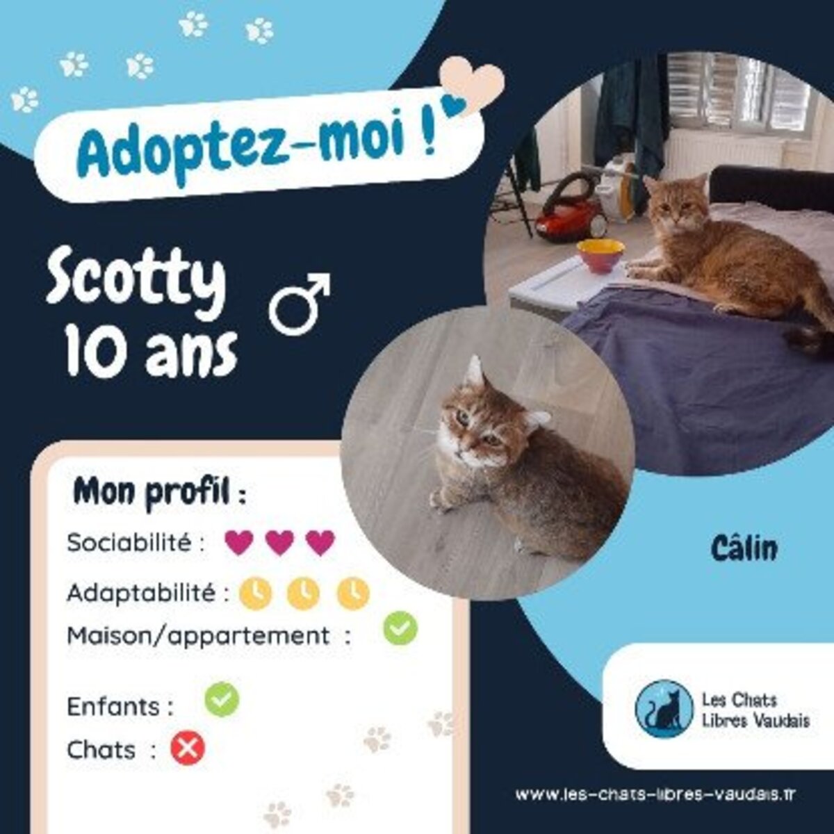 Adoption Scotty