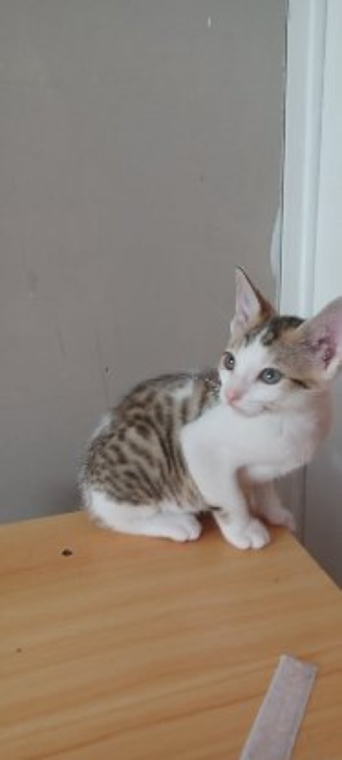 Adoption Seccotine