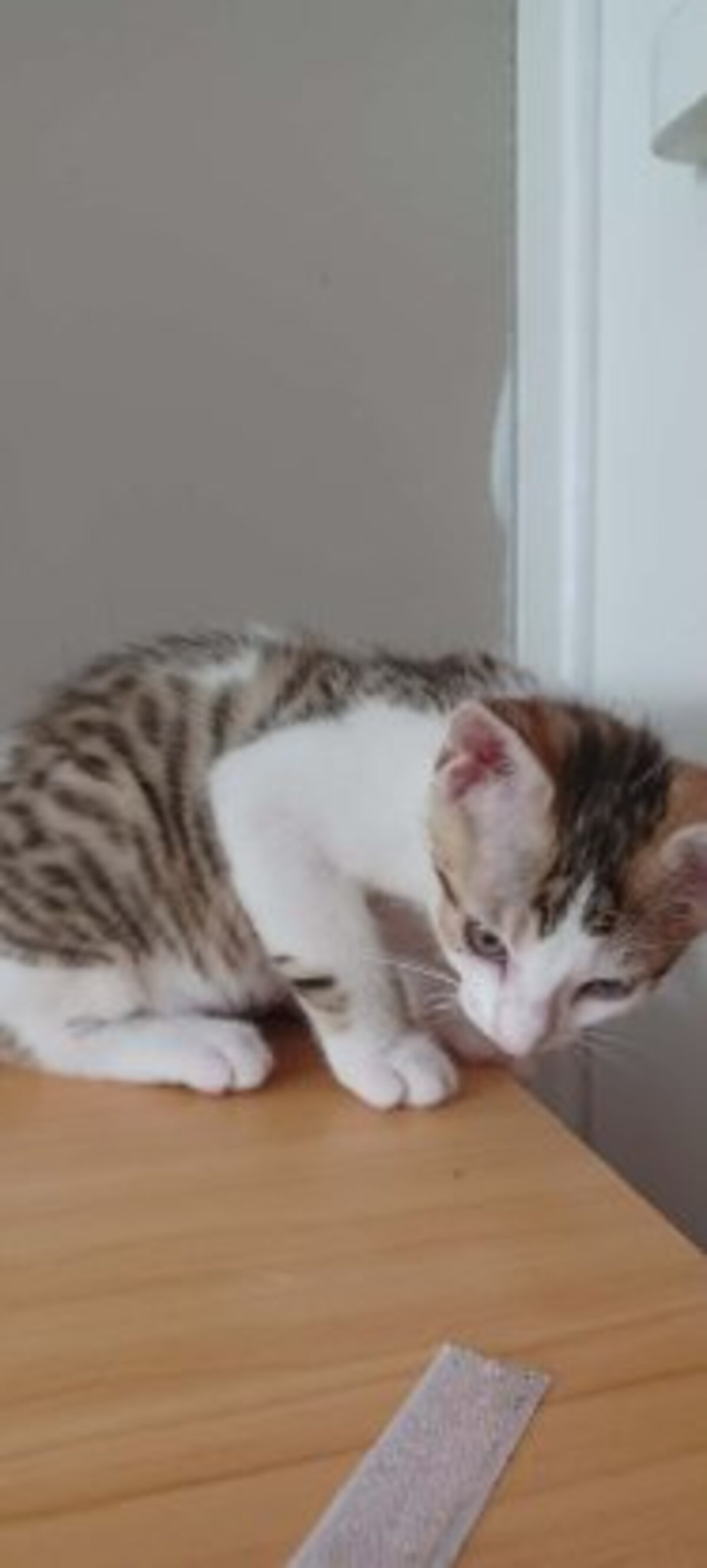Adoption Seccotine