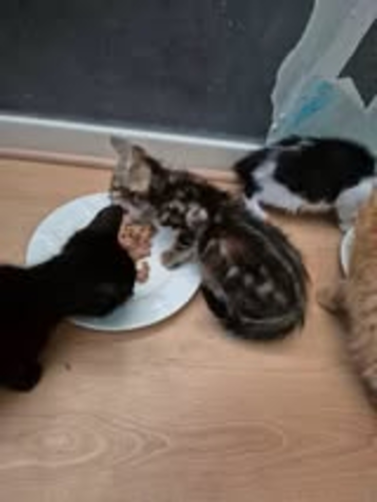 Adoption Sélina